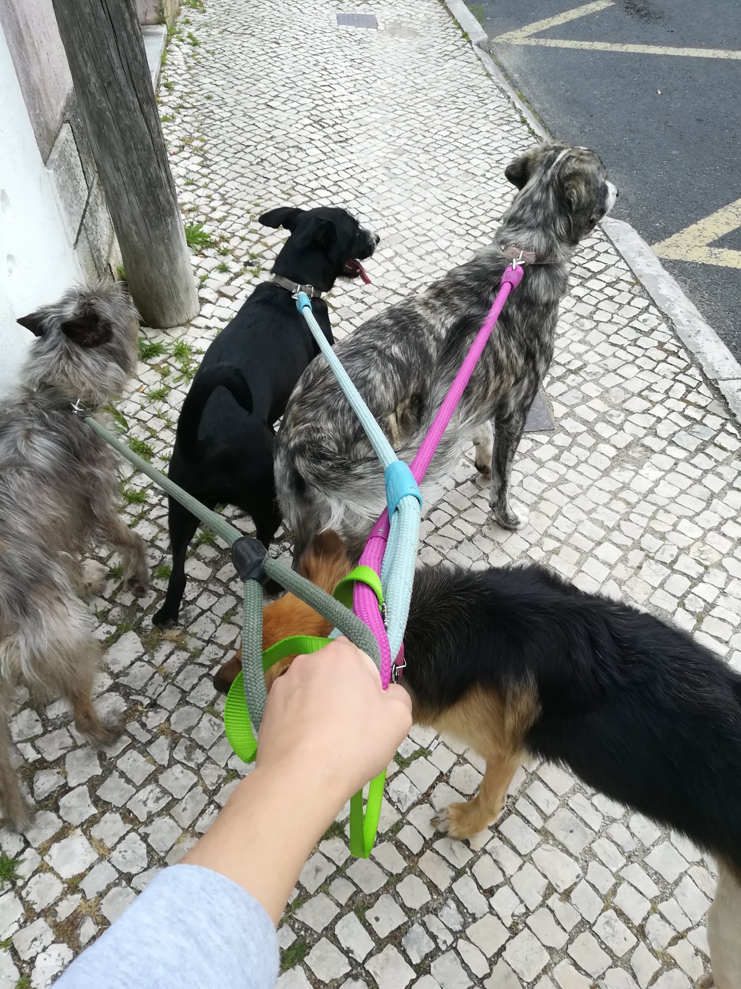 Cães a passear de trela