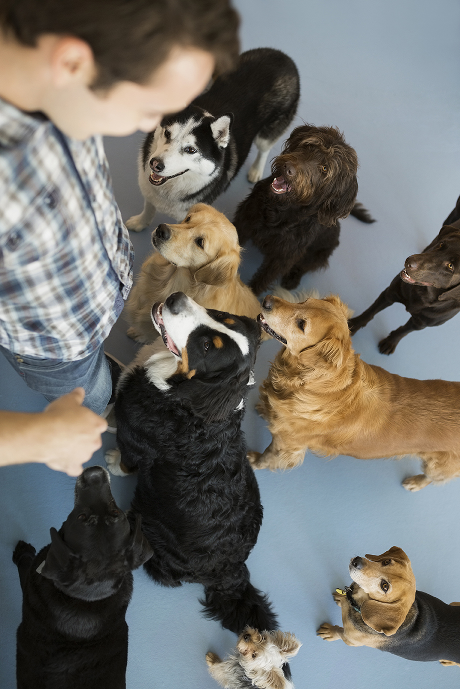 Cães na creche a pedir atenção