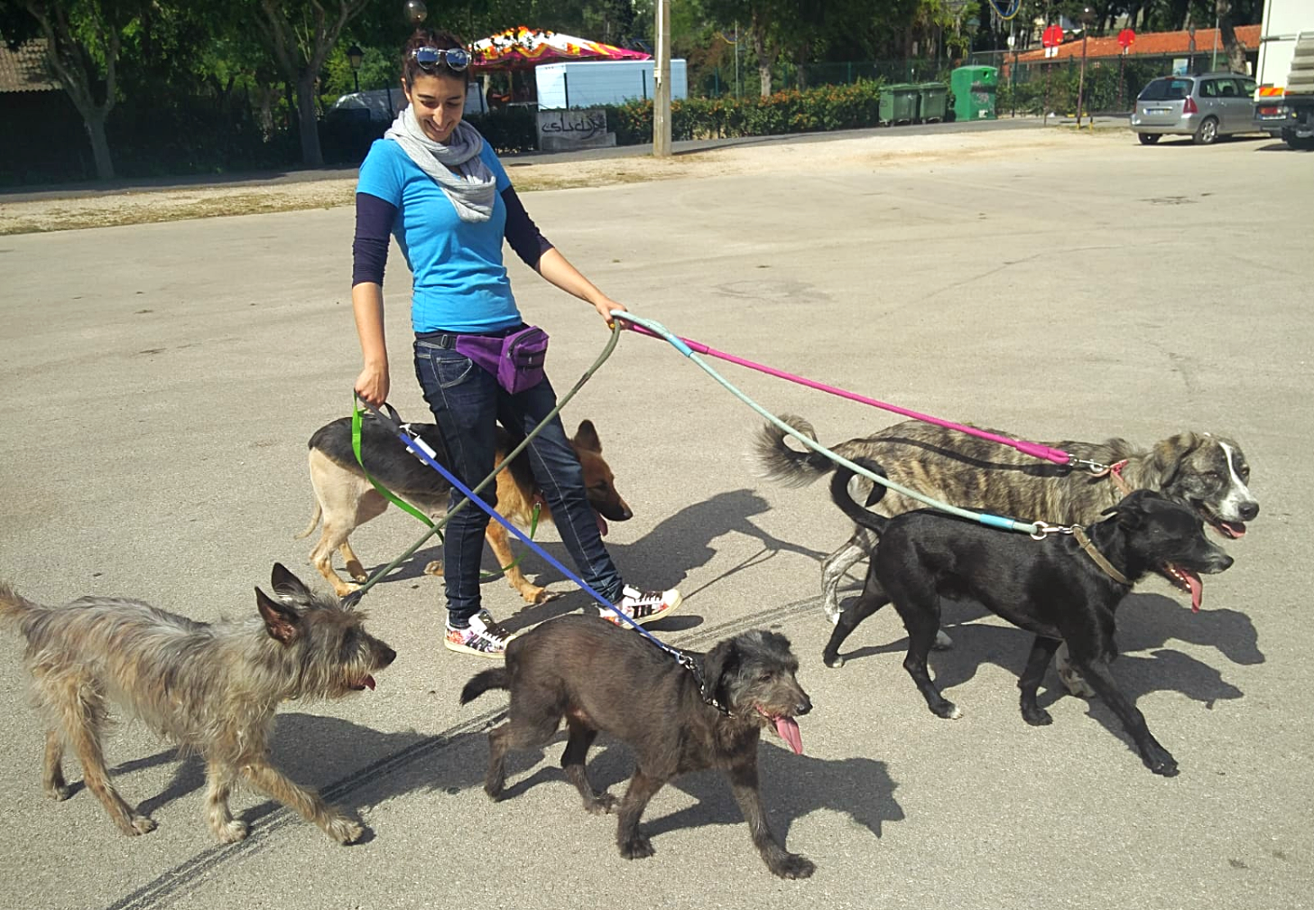 Andreia a passear cães