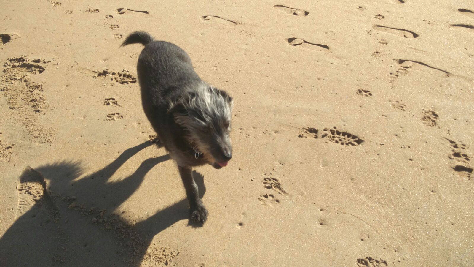 Linguini a passear na praia